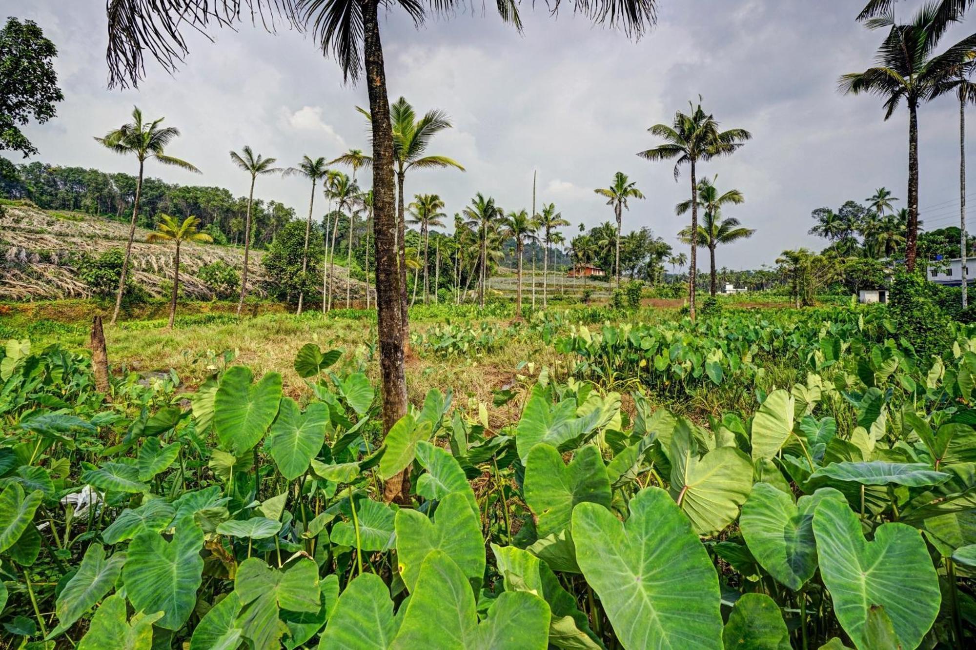 Spot On Shalom Palace Residency Neriyamangalam Exteriör bild